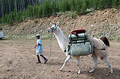 Llama and wrangler getting ready to backpack into Bonny Lakes