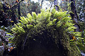Ferns cover old stump near Elowah Falls