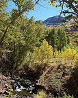 Little Blitzen River Creek, Steens Mountain