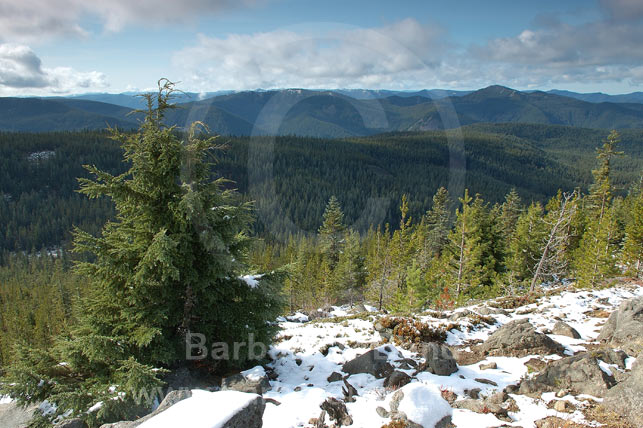 The dense Mount Hood National Forest surrounding its namesake peak, Oregon