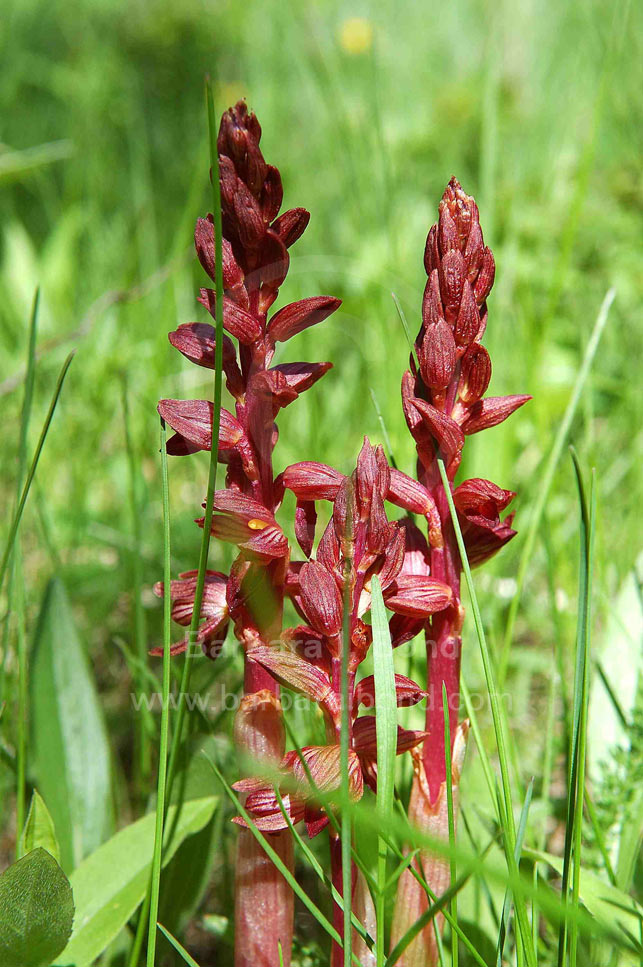 Coral Root (flower)