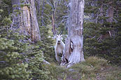 The Elkhorn Mountains are home to Rocky Mountain goats