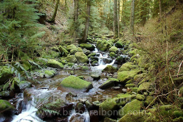 Larch Mountain Trail