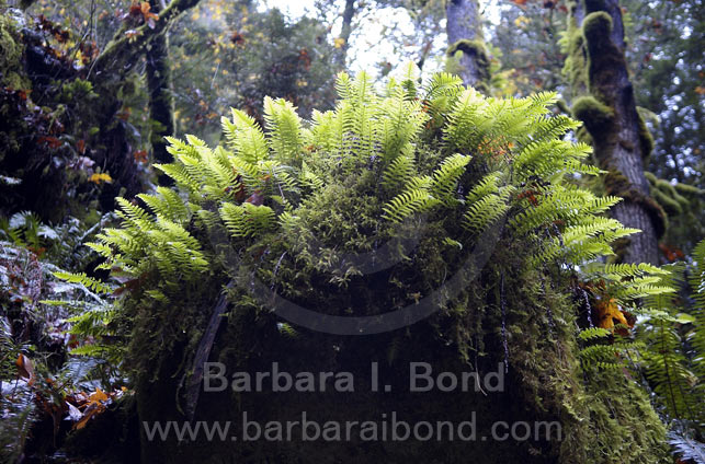 Ferns cover old stump near Elowah Falls, Columbia River Gorge