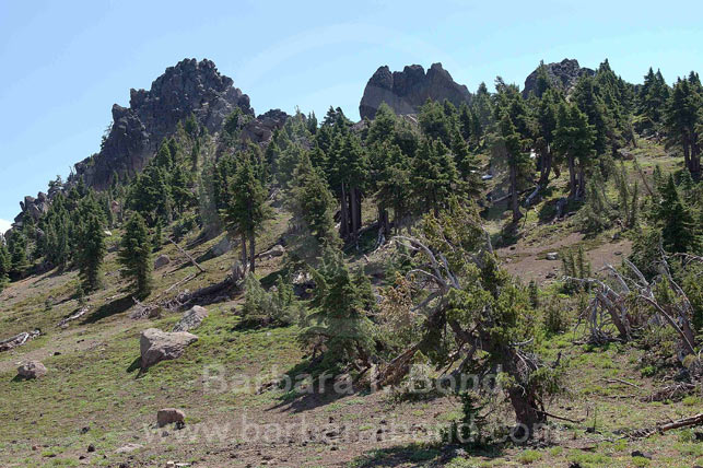 Goat Peak Trees