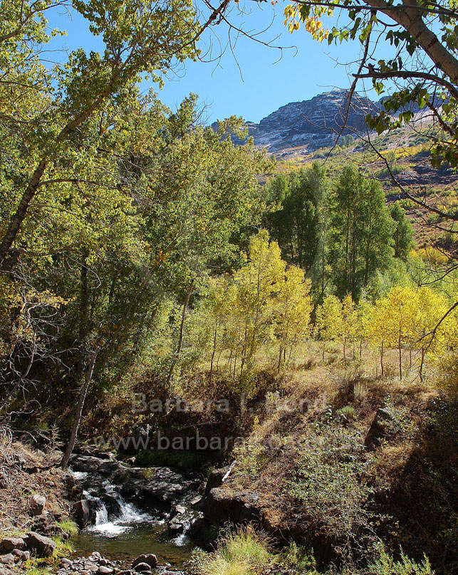 Aspens and cottonwoods along the Little Blitzen River Creek, Steens Mountain