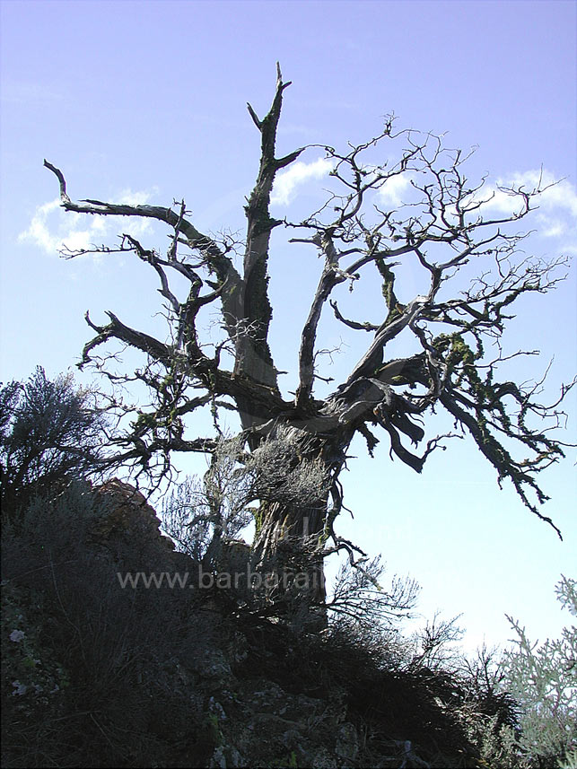 Weathered snag high above The Wombat, Smith Rock State Park