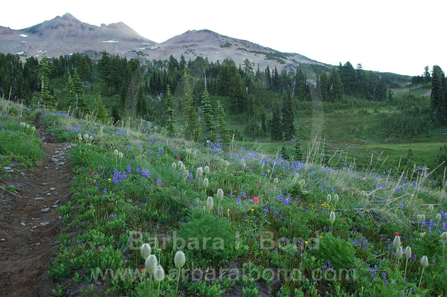 Flowers blooming on Goat Rock