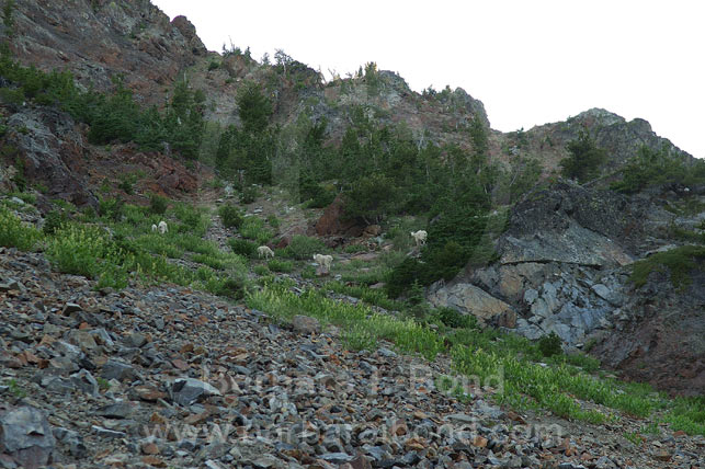 Goats at Twin Lake